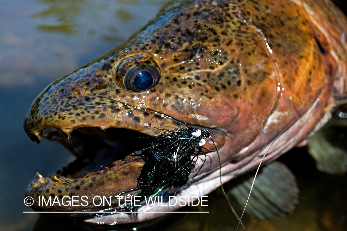 Close-up of wolf fish with fly hook in mouth.