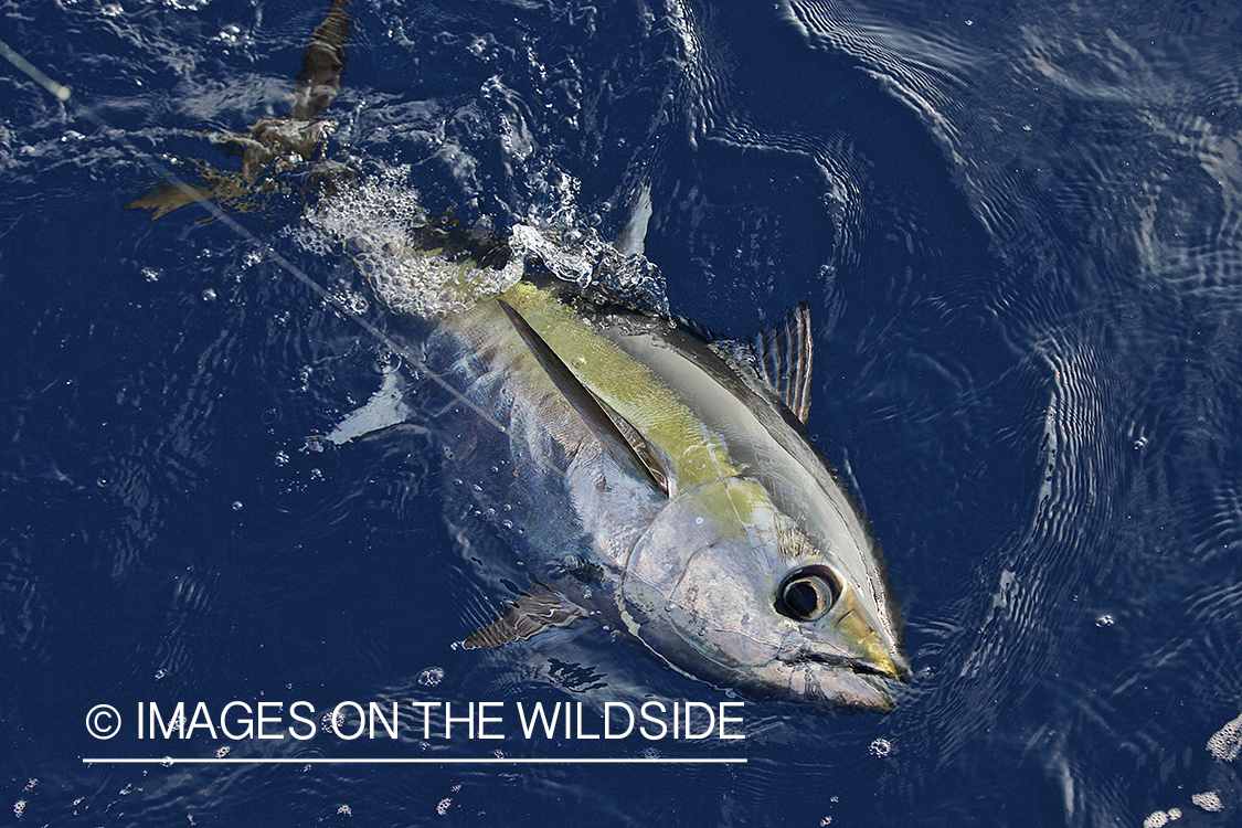 Deep sea fisherman with tuna on line.