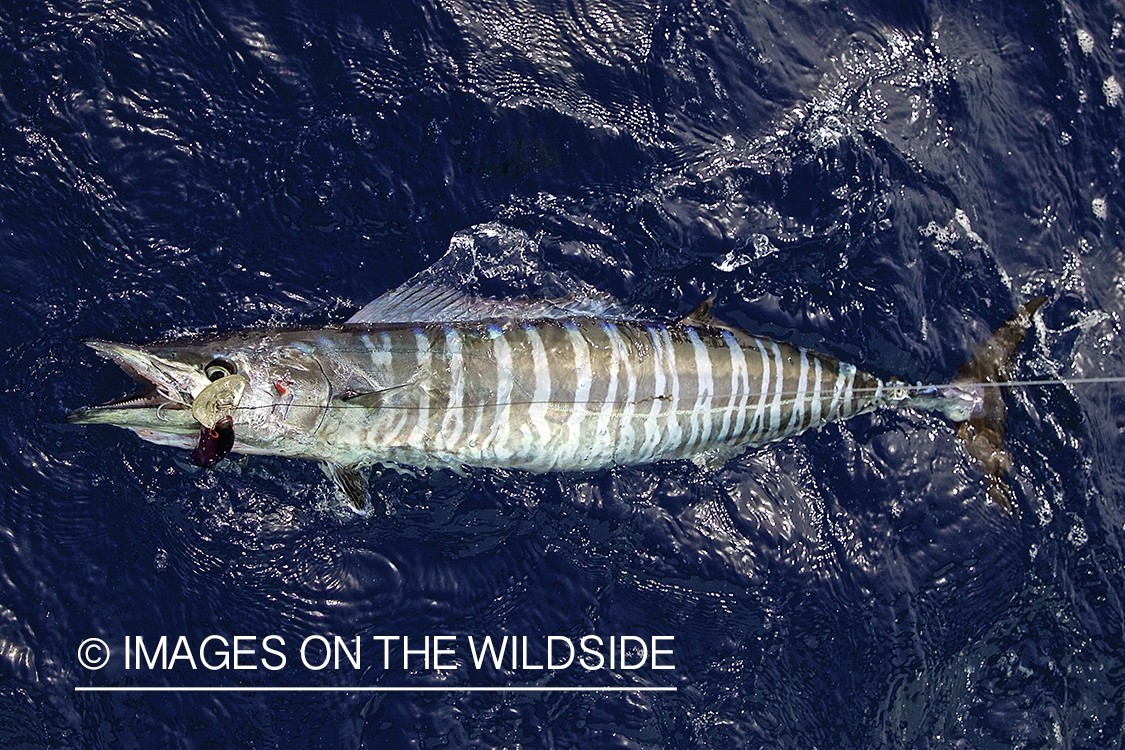 Deep sea fisherman with wahoo on line.