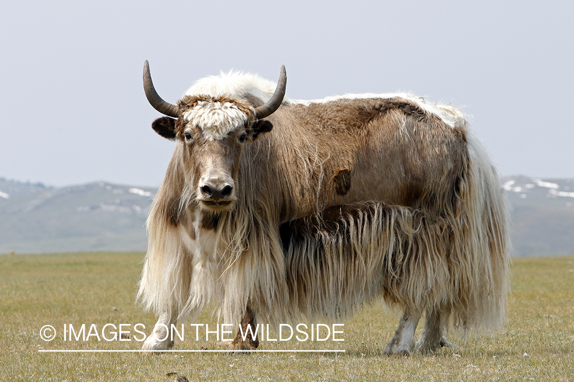 Yak on Mongolian steppe.