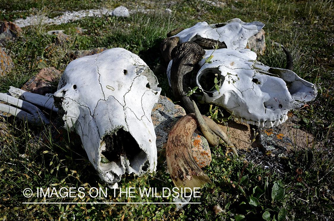 Muskox skulls on Arctic tundra.