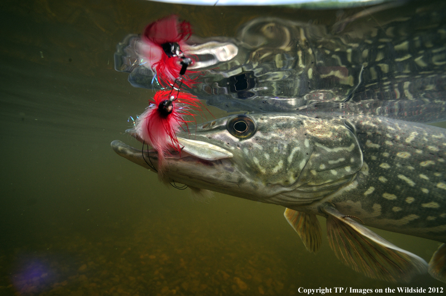 Northern Pike with fly. 