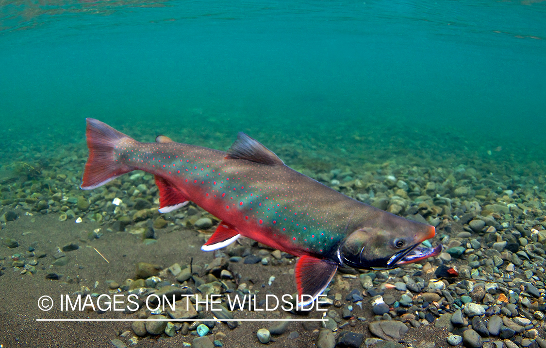 Dolly Varden (Bristol Bay, Alaska)