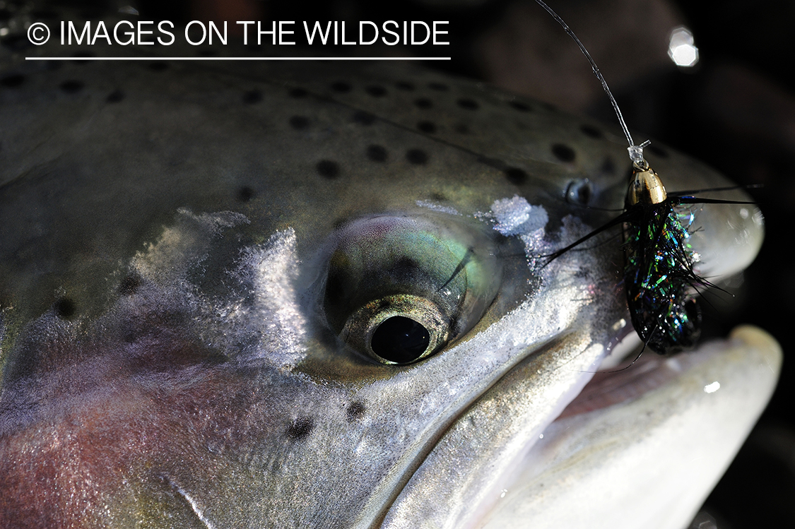 Rainbow Trout with fly.