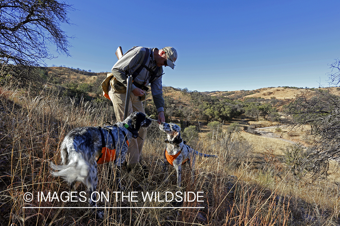 Upland game bird hunter with English Setters in field.