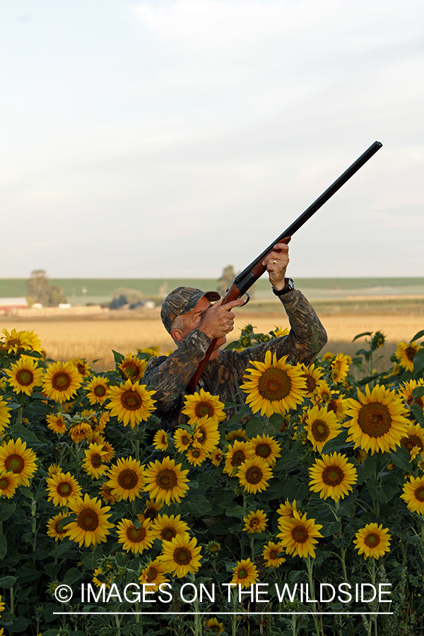 Dove hunter taking aim in sunflower field.