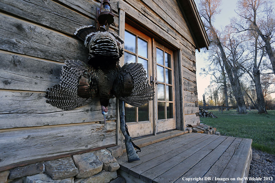 Turkey bagged and hanging.