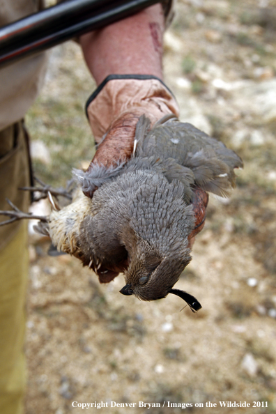 Upland game bird hunter with bagged Gambel's Quail in Arizona.
