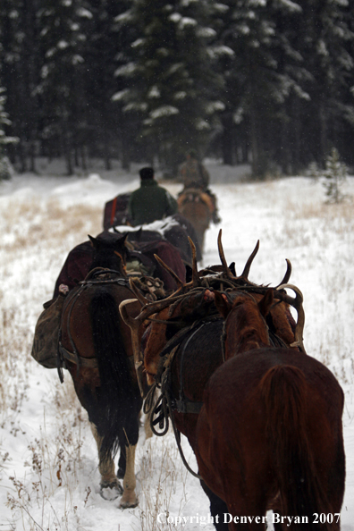 ELk hunter with pack string