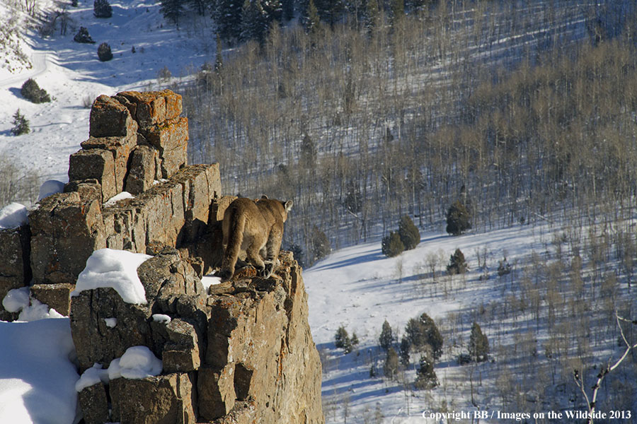 Mountain lion on cliff.