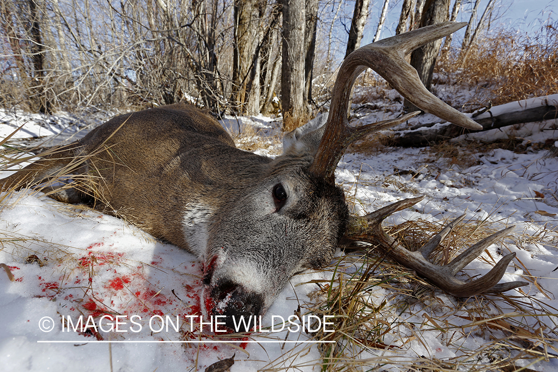 Downed white-tailed buck in field.