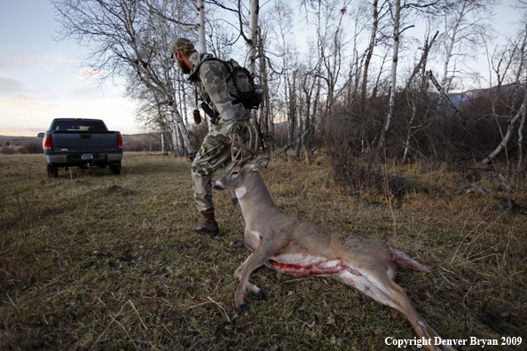 Bowhunter with bagged whitetail buck.