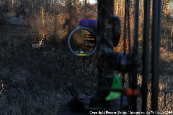 Bowhunter's view of white-tailed deer from treestand with bow in foreground. 