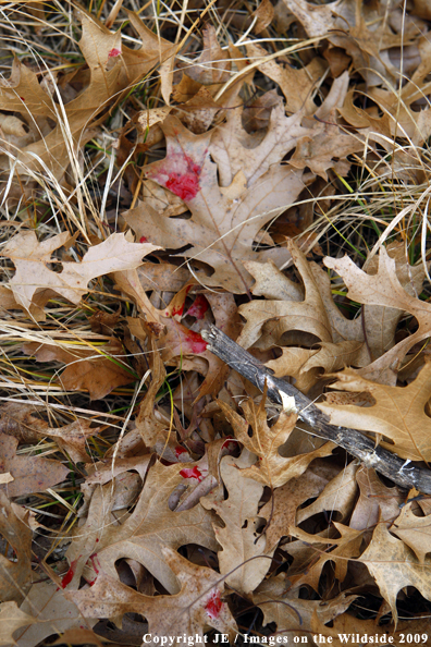 Blood trail in autumn leaves.
