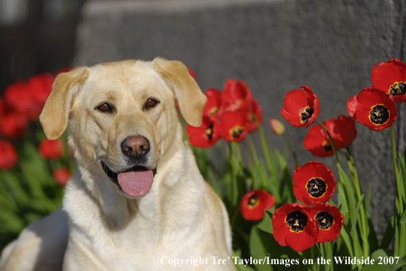 Yellow Labrador Retriever