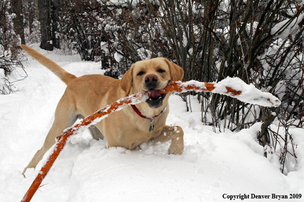 Yellow Lab retrieving stick