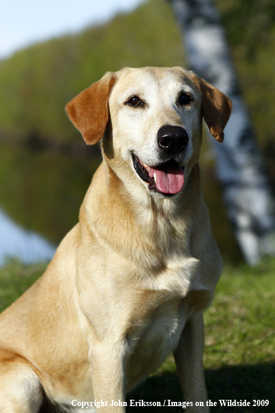 Yellow Labrador Retriever in field