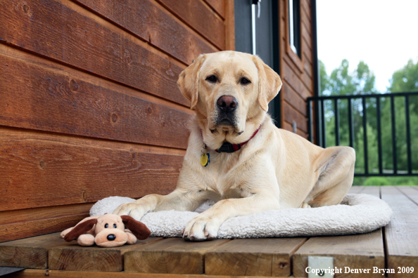 Yellow Labrador Retriever on deck with stuffed toy