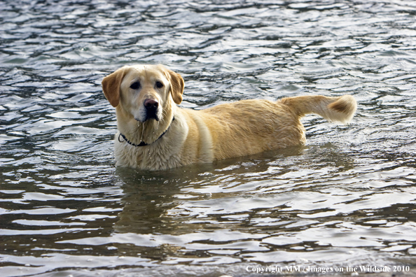 Yellow Labrador Retriever in water
