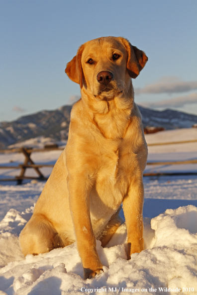 Yellow Labrador Retriever