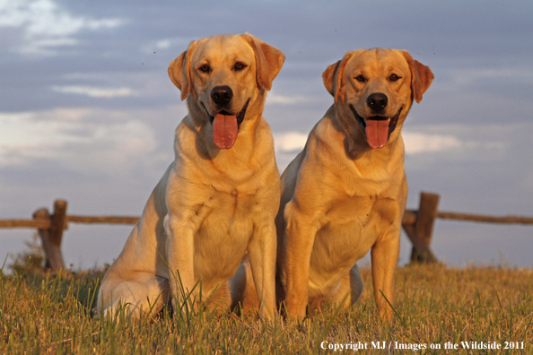 Yellow Labrador Retrievers.