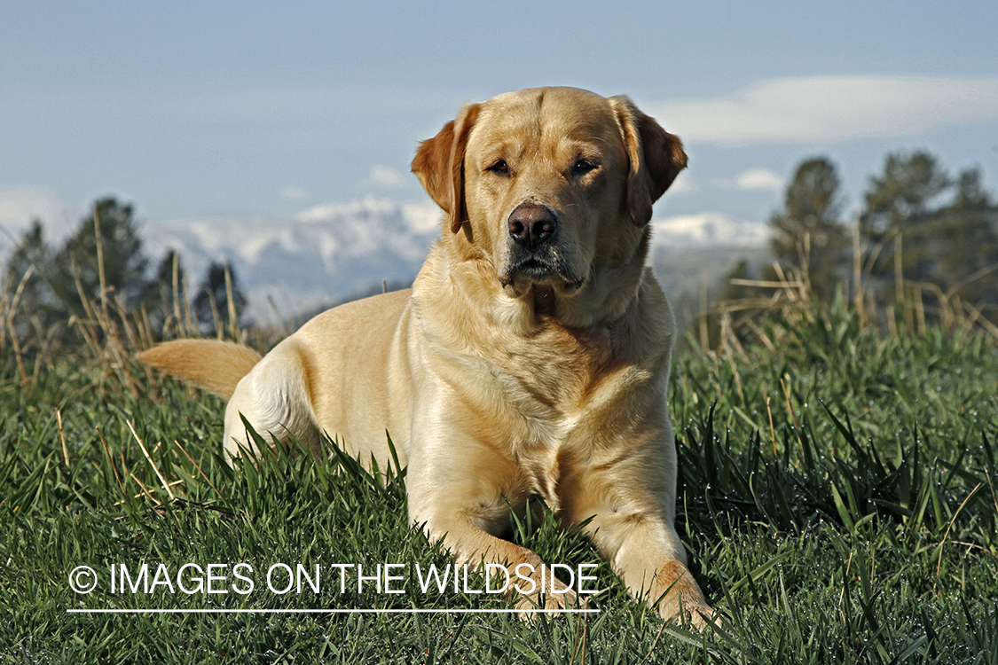 Yellow Labrador Retriever