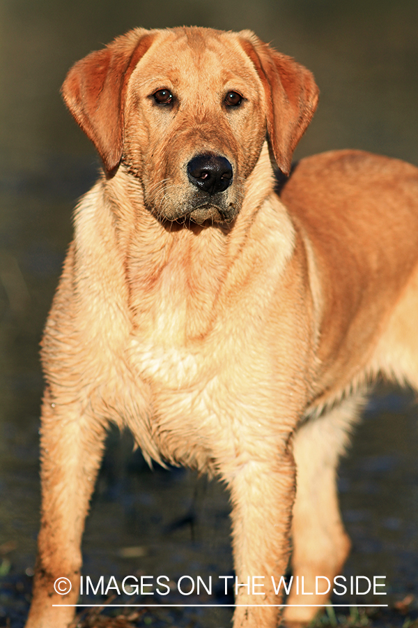 Yellow Labrador Retriever 