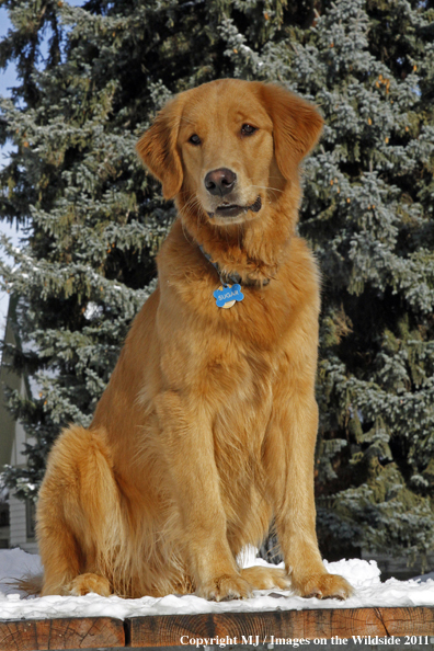 Golden Retriever in winter.