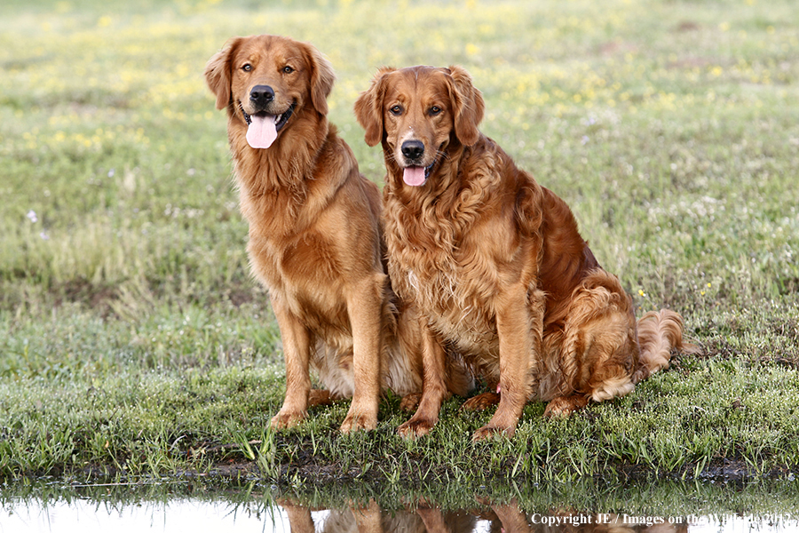 Golden Retrievers