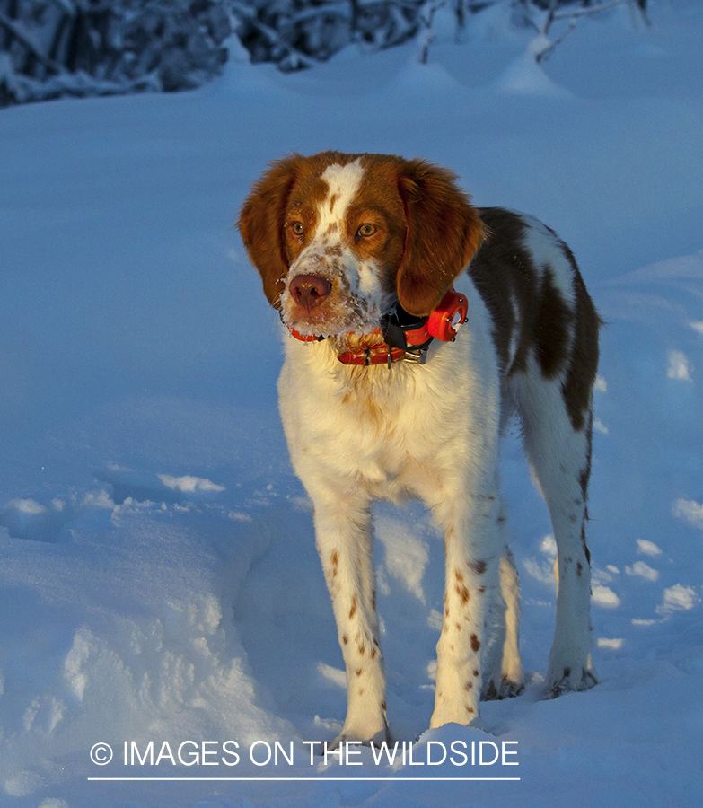 Brittany Spaniel 