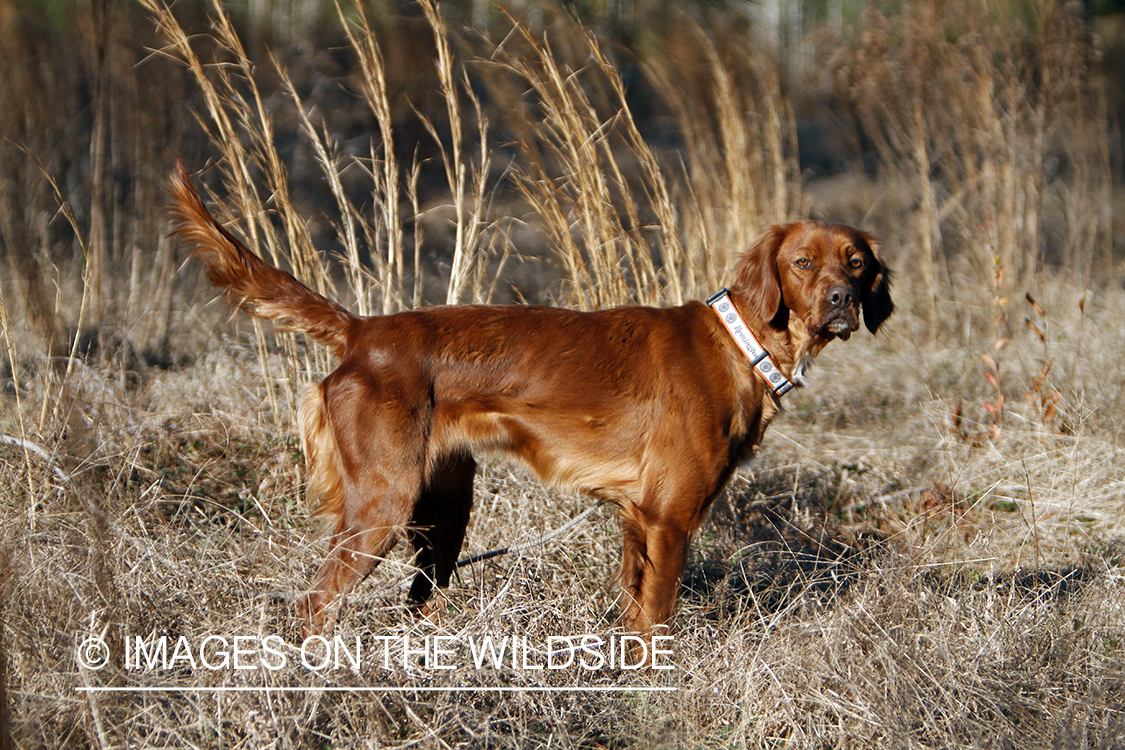 Red setter in field.