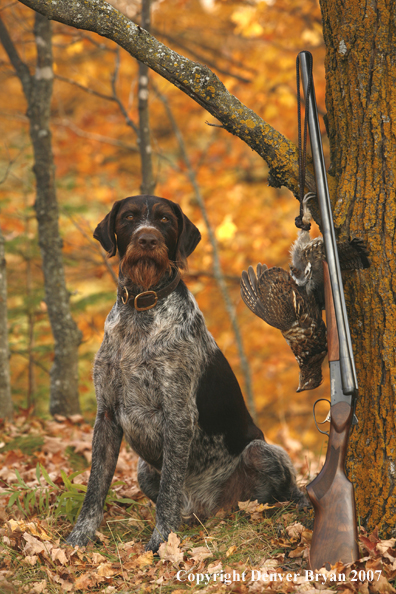Drahthaar with bagged grouse and gun in woods