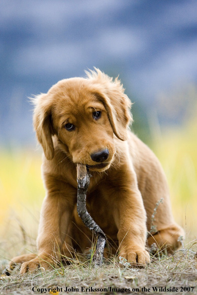 Golden Retriever puppy