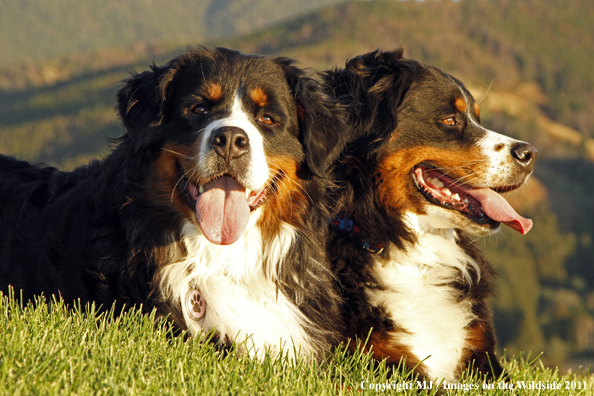 Bernese Mountain Dogs.