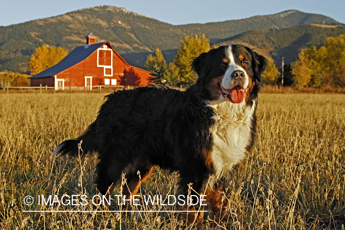 Bernese Mountain Dog