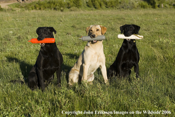 Yellow and Black Labrador Retrievers
