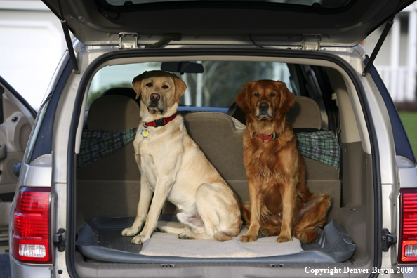 Yellow Labrador Retriever and Golden Retriever in back of SUV.