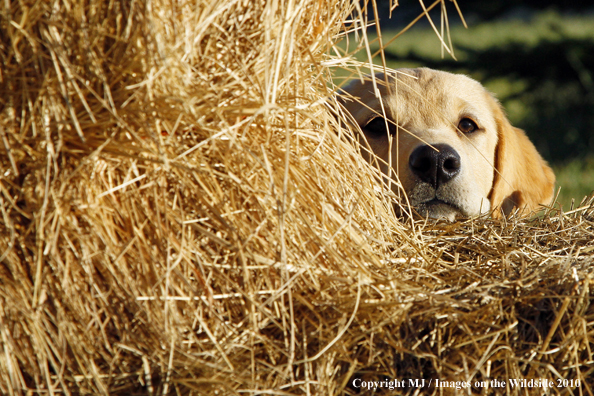 Yellow Labrador Retriever Puppy