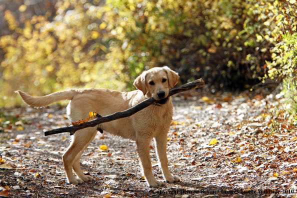 Yellow Labrador Retriever Puppy with stick