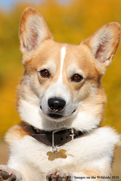 Welsh Corgi