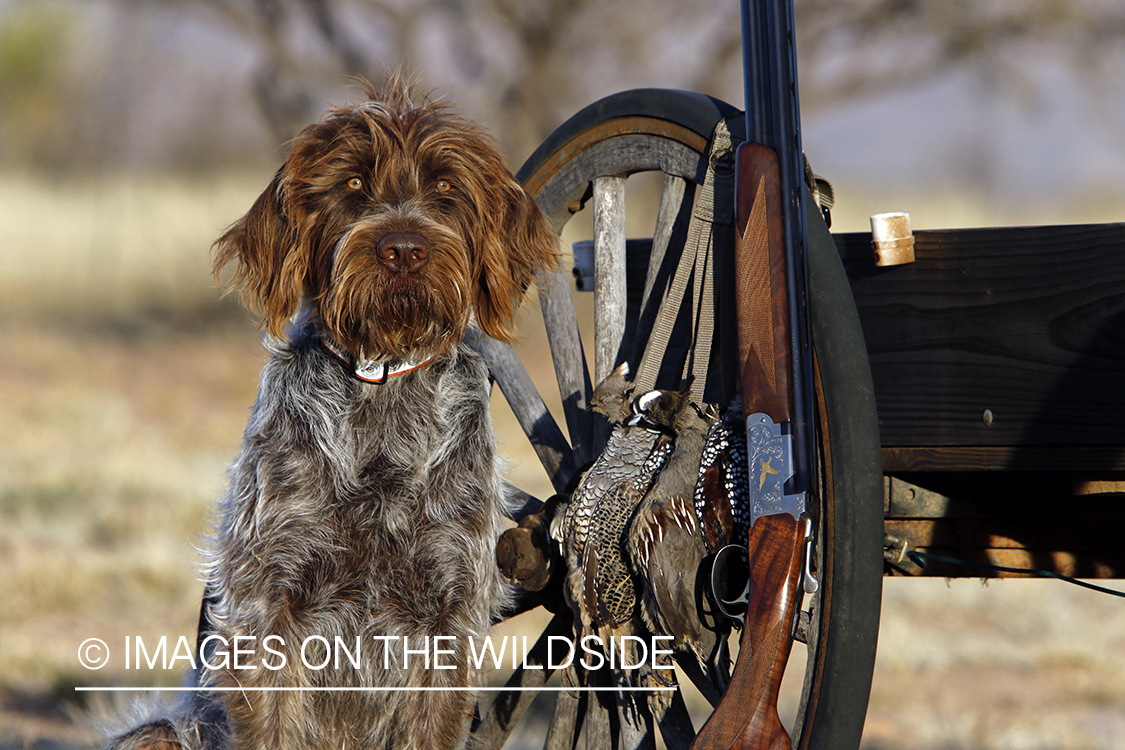 Wirehaired Pointing Griffon with bagged desert quail.