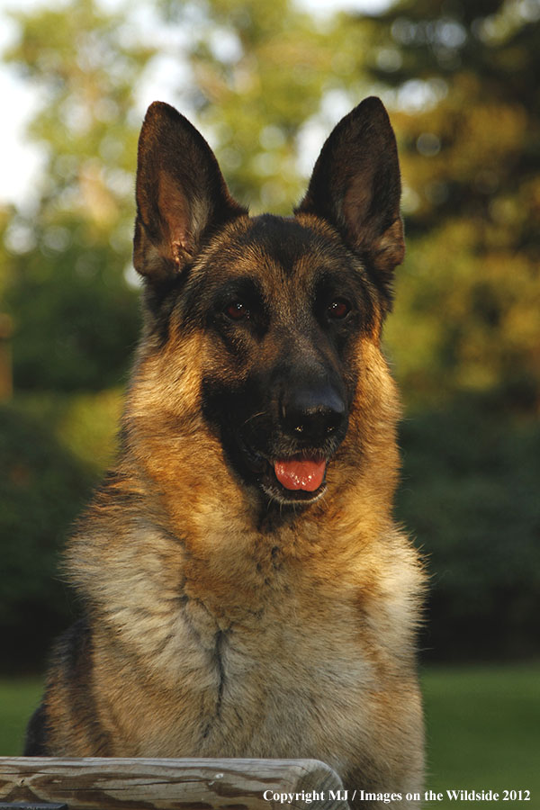 German Shepherd
