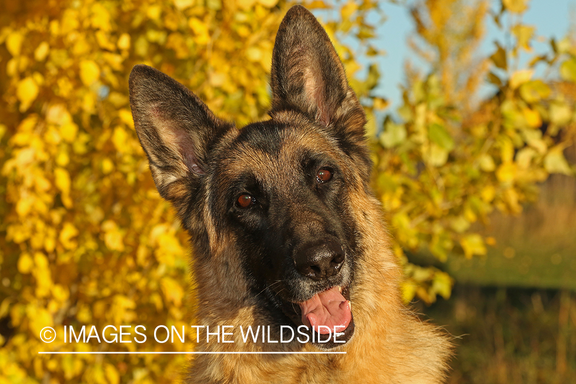 German Shepherd in front of fall tree.