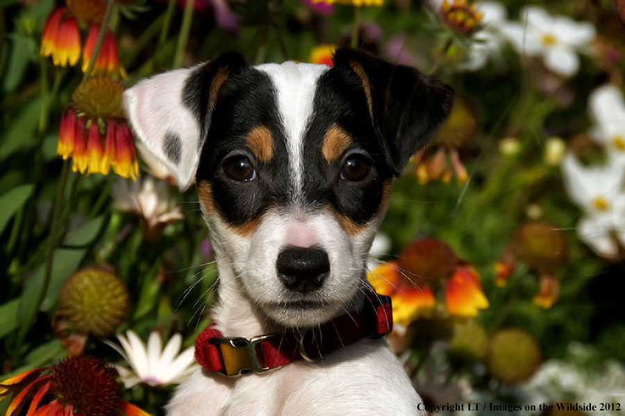 Jack russel terrier puppy.