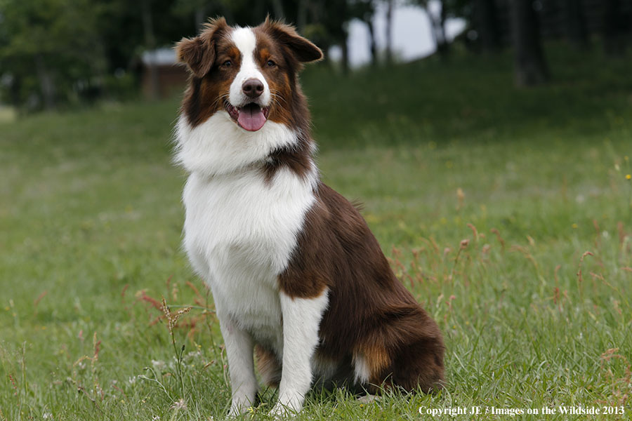 Australian Shepherd