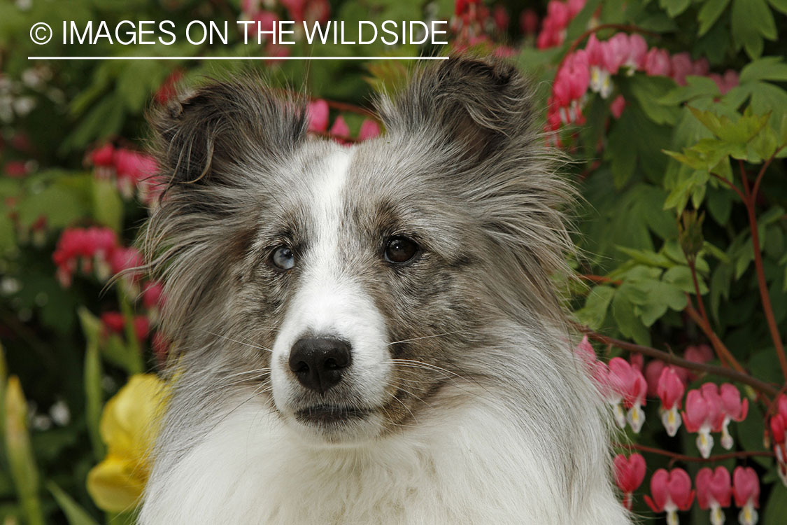 Sheltie in field. 