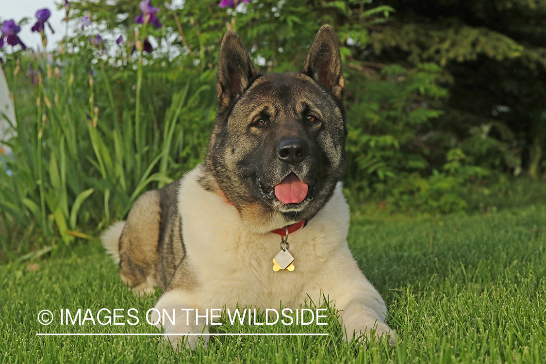 Akita dog by flowers.