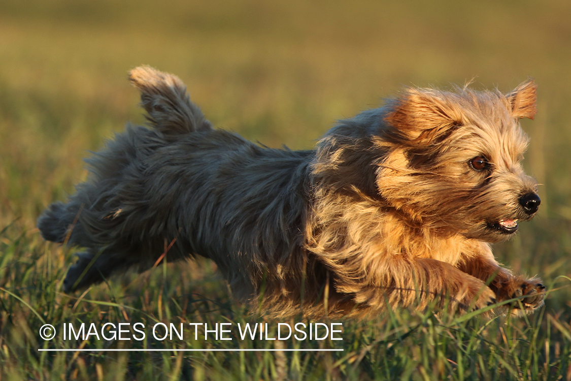 Norfolk Terrier running in grass.