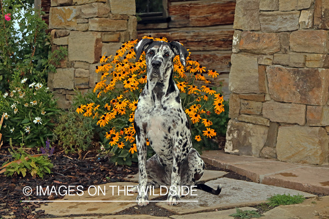 Great Dane sitting on stones by flowers.