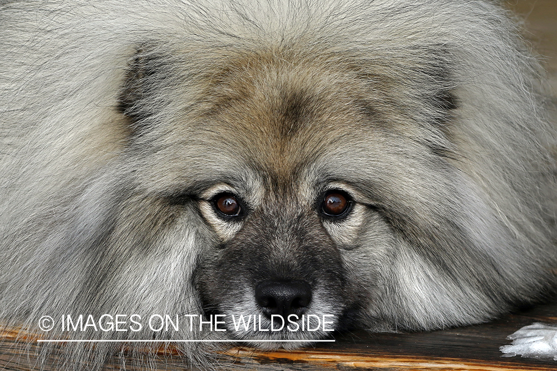 Close-up of Keeshond.